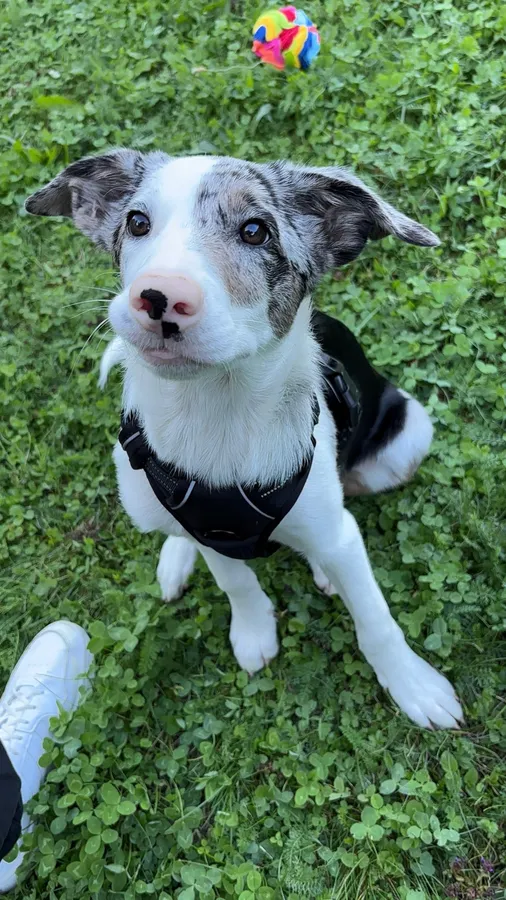 Chiot border collie de 3 mois portant un harnais noir réglé avec de la marge de croissance, photo d'avis client