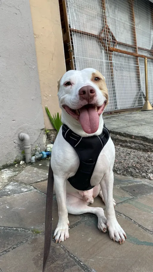 Pitbull de 25 kg assis, portant le harnais anti-traction Classique noir taille L