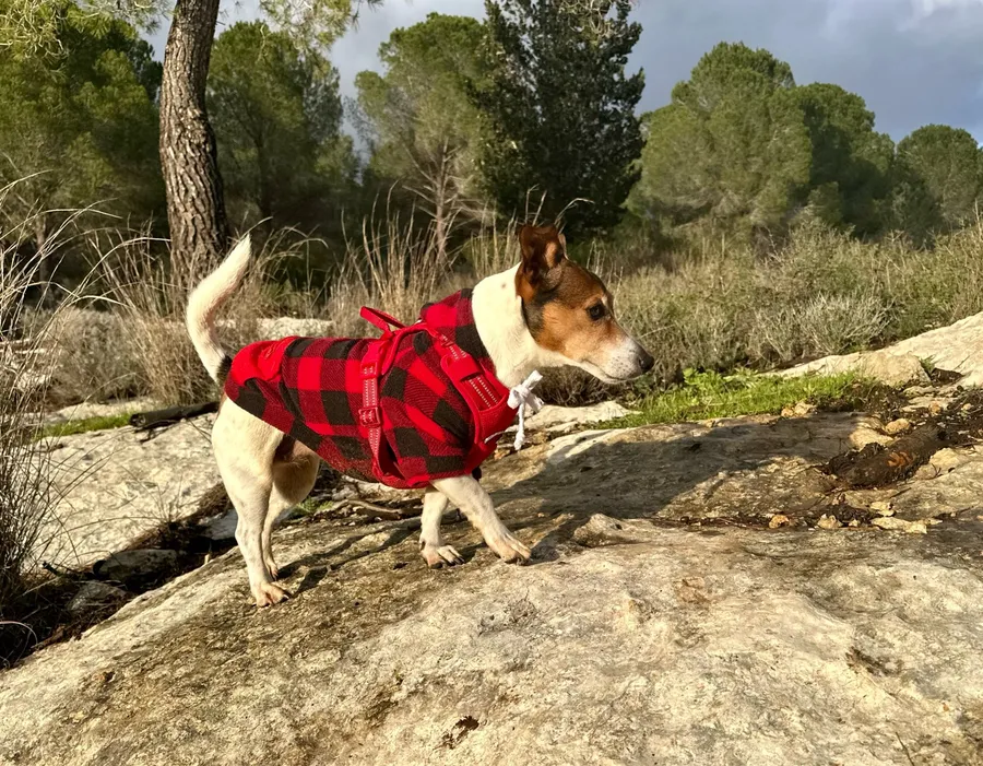 Jack Russell portant le harnais Premium rouge taille S